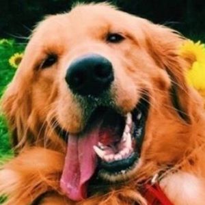 Meet your Posher, Bailey